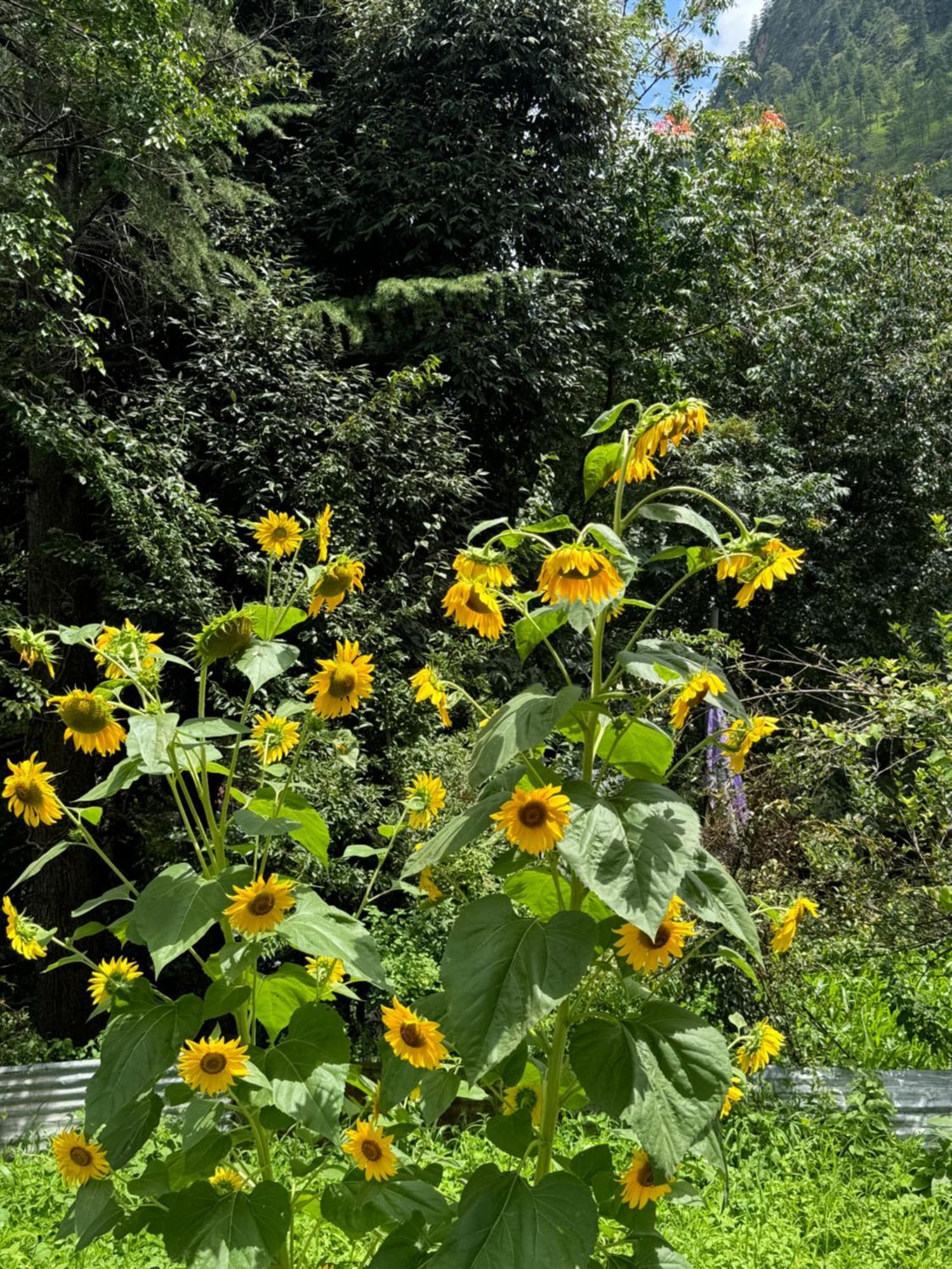 Delight Homestay Kasol Luaran gambar